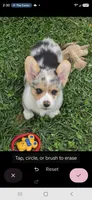 Stunning Stanley , a male Pembroke Welsh Corgi for sale in Pine Bush, NY – 4 of 9