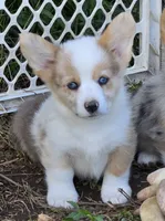 Beautiful Bentley , a male Pembroke Welsh Corgi for sale in Pine Bush, NY – 2 of 9