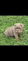 Link the lilac and tan, a male English Bulldog for sale in Pine Bush, NY – 6 of 10