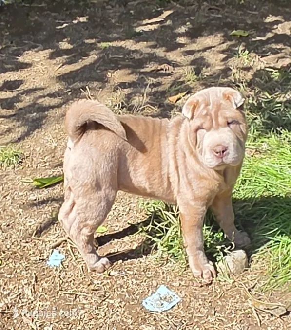 Lyla  – Chinese Shar-Pei, Miniature Shar-Pei puppy for sale in Pine Bush, NY
