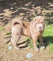 Lyla , a female Chinese Shar-Pei and Miniature Shar-Pei for sale in Pine Bush, NY – 1 of 10
