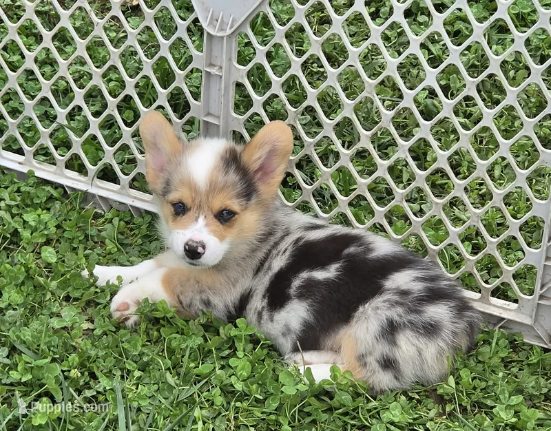 Gorgeous George  – Pembroke Welsh Corgi puppy for sale in Pine Bush, NY