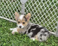 Gorgeous George , a male Pembroke Welsh Corgi for sale in Pine Bush, NY – 1 of 9