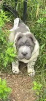 Tiny Tom blue flower bear mini , a male Chinese Shar-Pei and Miniature Shar-Pei for sale in Pine Bush, NY – 2 of 10