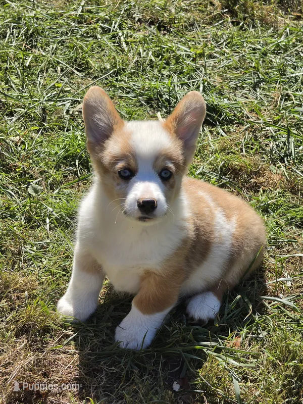 Beautiful Bentley  – Pembroke Welsh Corgi puppy for sale in Pine Bush, NY