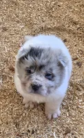 Nova blue merle flower bear , a female Chinese Shar-Pei and Miniature Shar-Pei for sale in Pine Bush, NY – 6 of 8