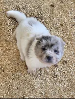Nova blue merle flower bear , a female Chinese Shar-Pei and Miniature Shar-Pei for sale in Pine Bush, NY – 7 of 8