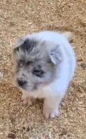 Nova blue merle flower bear , a female Chinese Shar-Pei and Miniature Shar-Pei for sale in Pine Bush, NY – 4 of 8