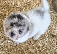 Nova blue merle flower bear , a female Chinese Shar-Pei and Miniature Shar-Pei for sale in Pine Bush, NY – 2 of 8