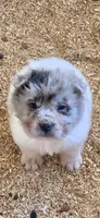 Nova blue merle flower bear , a female Chinese Shar-Pei and Miniature Shar-Pei for sale in Pine Bush, NY – 8 of 8