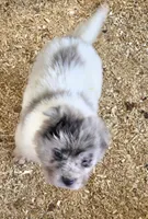 Nova blue merle flower bear , a female Chinese Shar-Pei and Miniature Shar-Pei for sale in Pine Bush, NY – 5 of 8