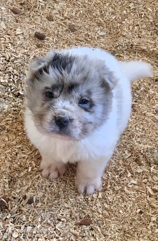 Nova blue merle flower bear  – Chinese Shar-Pei, Miniature Shar-Pei puppy for sale in Pine Bush, NY