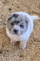 Nova blue merle flower bear , a female Chinese Shar-Pei and Miniature Shar-Pei for sale in Pine Bush, NY – 1 of 8
