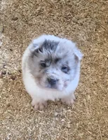 Nova blue merle flower bear , a female Chinese Shar-Pei and Miniature Shar-Pei for sale in Pine Bush, NY – 3 of 8