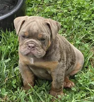 Link the lilac and tan, a male English Bulldog for sale in Pine Bush, NY – 4 of 10