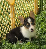 Raina , a female Pembroke Welsh Corgi for sale in Pine Bush, NY – 3 of 10