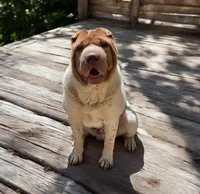 Tabitha blue flower bear mini , a female Chinese Shar-Pei and Miniature Shar-Pei for sale in Pine Bush, NY – 10 of 10