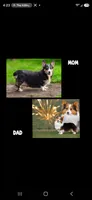 Larry the low rider , a male Pembroke Welsh Corgi for sale in Pine Bush, NY – 10 of 10