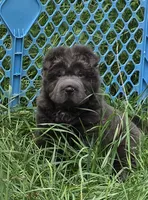 Troy blue bear coat mini , a male Chinese Shar-Pei and Miniature Shar-Pei for sale in Pine Bush, NY – 6 of 10