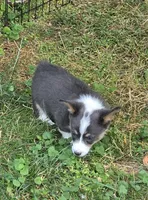 Lobo the low rider , a male Pembroke Welsh Corgi for sale in Pine Bush, NY – 7 of 10