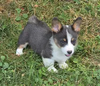 Larry the low rider , a male Pembroke Welsh Corgi for sale in Pine Bush, NY – 7 of 10
