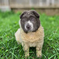 Tara blue flower bear coat mini , a female Chinese Shar-Pei and Miniature Shar-Pei for sale in Pine Bush, NY – 7 of 10