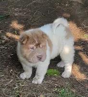 Logan mini lilac flower bear , a male Chinese Shar-Pei and Miniature Shar-Pei for sale in Pine Bush, NY – 2 of 9
