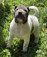 Blueberry mini flower , a female Chinese Shar-Pei and Miniature Shar-Pei for sale in Pine Bush, NY – 2 of 8