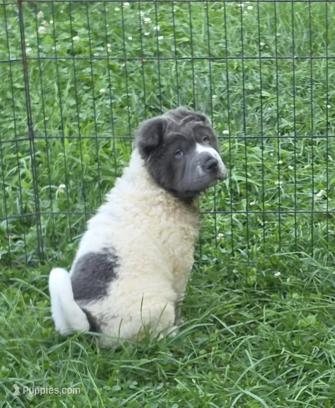 Tara blue flower bear coat mini  – Chinese Shar-Pei, Miniature Shar-Pei puppy for sale in Pine Bush, NY
