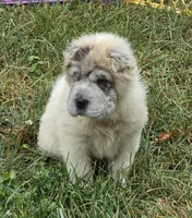 Nova blue merle flower bear , a female Chinese Shar-Pei and Miniature Shar-Pei for sale in Pine Bush, NY – 4 of 10