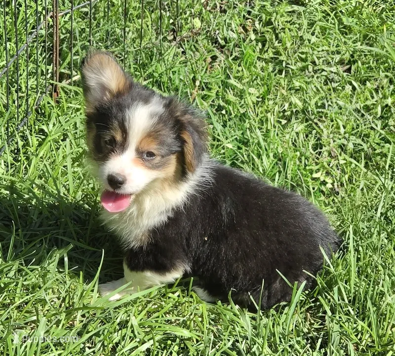 Duffy the fluffy  – Pembroke Welsh Corgi puppy for sale in Pine Bush, NY