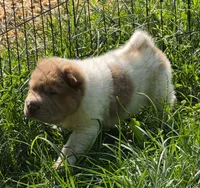 Logan mini lilac flower bear , a male Chinese Shar-Pei and Miniature Shar-Pei for sale in Pine Bush, NY – 7 of 9