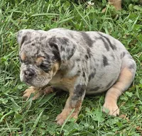 Tinsel lilac and tan merle , a female English Bulldog for sale in Pine Bush, NY – 6 of 10