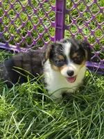 Muffin the fluffy , a female Pembroke Welsh Corgi for sale in Pine Bush, NY – 7 of 10