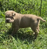 Lyla , a female Chinese Shar-Pei and Miniature Shar-Pei for sale in Pine Bush, NY – 3 of 10