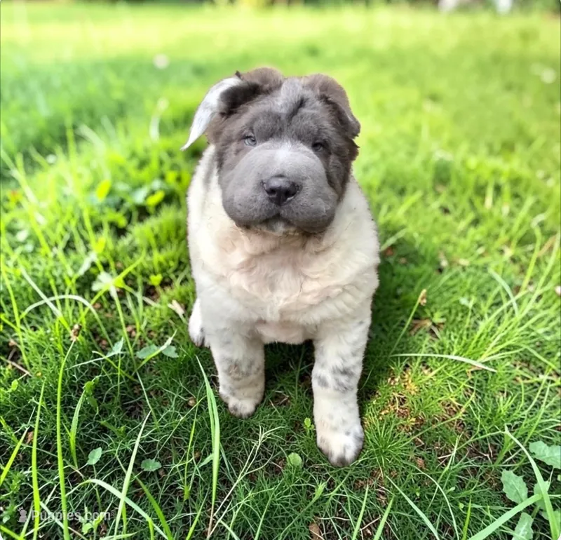 Tiny Tom blue flower bear mini  – Chinese Shar-Pei, Miniature Shar-Pei puppy for sale in Pine Bush, NY