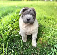 Tiny Tom blue flower bear mini , a male Chinese Shar-Pei and Miniature Shar-Pei for sale in Pine Bush, NY – 1 of 10