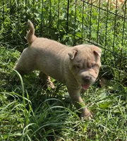 Lyla , a female Chinese Shar-Pei and Miniature Shar-Pei for sale in Pine Bush, NY – 8 of 10