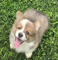 Dazzling Danny, a male Pembroke Welsh Corgi for sale in Pine Bush, NY – 8 of 10