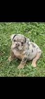 Tinsel lilac and tan merle , a female English Bulldog for sale in Pine Bush, NY – 2 of 10
