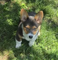 Lynx the low rider , a male Pembroke Welsh Corgi for sale in Pine Bush, NY – 8 of 10