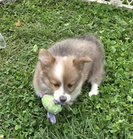 Dazzling Danny, a male Pembroke Welsh Corgi for sale in Pine Bush, NY – 10 of 10