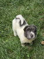 Tara blue flower bear coat mini , a female Chinese Shar-Pei and Miniature Shar-Pei for sale in Pine Bush, NY – 3 of 10