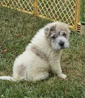Nova blue merle flower bear , a female Chinese Shar-Pei and Miniature Shar-Pei for sale in Pine Bush, NY – 7 of 10