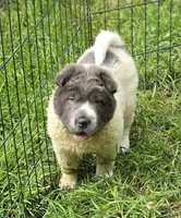 Tara blue flower bear coat mini , a female Chinese Shar-Pei and Miniature Shar-Pei for sale in Pine Bush, NY – 6 of 10