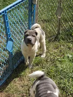 Blue Belle , a female Chinese Shar-Pei and Miniature Shar-Pei for sale in Pine Bush, NY – 7 of 8