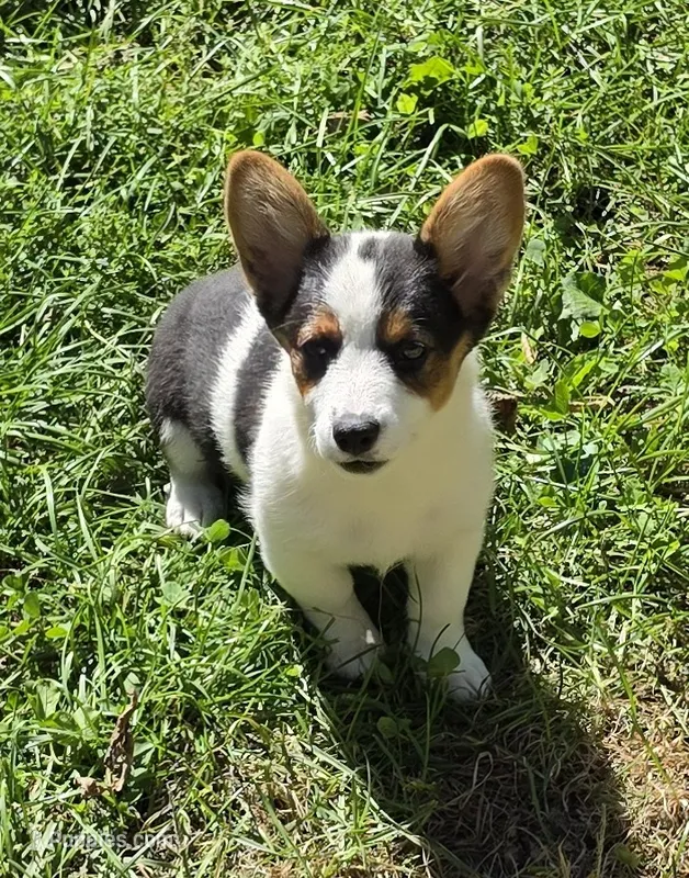 Oreo girl  – Pembroke Welsh Corgi puppy for sale in Pine Bush, NY