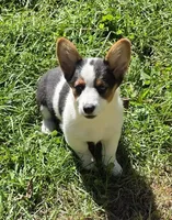 Oreo girl , a female Pembroke Welsh Corgi for sale in Pine Bush, NY – 1 of 10