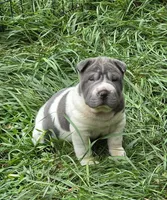 Travis Blue flower bear coat mini , a male Chinese Shar-Pei and Miniature Shar-Pei for sale in Pine Bush, NY – 2 of 10