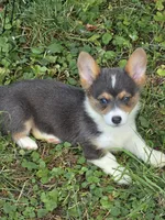 Lara the low rider , a female Pembroke Welsh Corgi for sale in Pine Bush, NY – 9 of 10